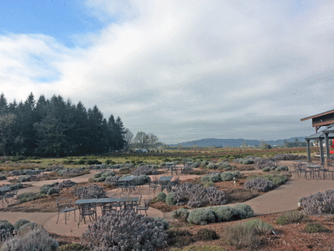 Picking Up Essential Oils at the Oregon Lavender Farm! - Candeo Candle