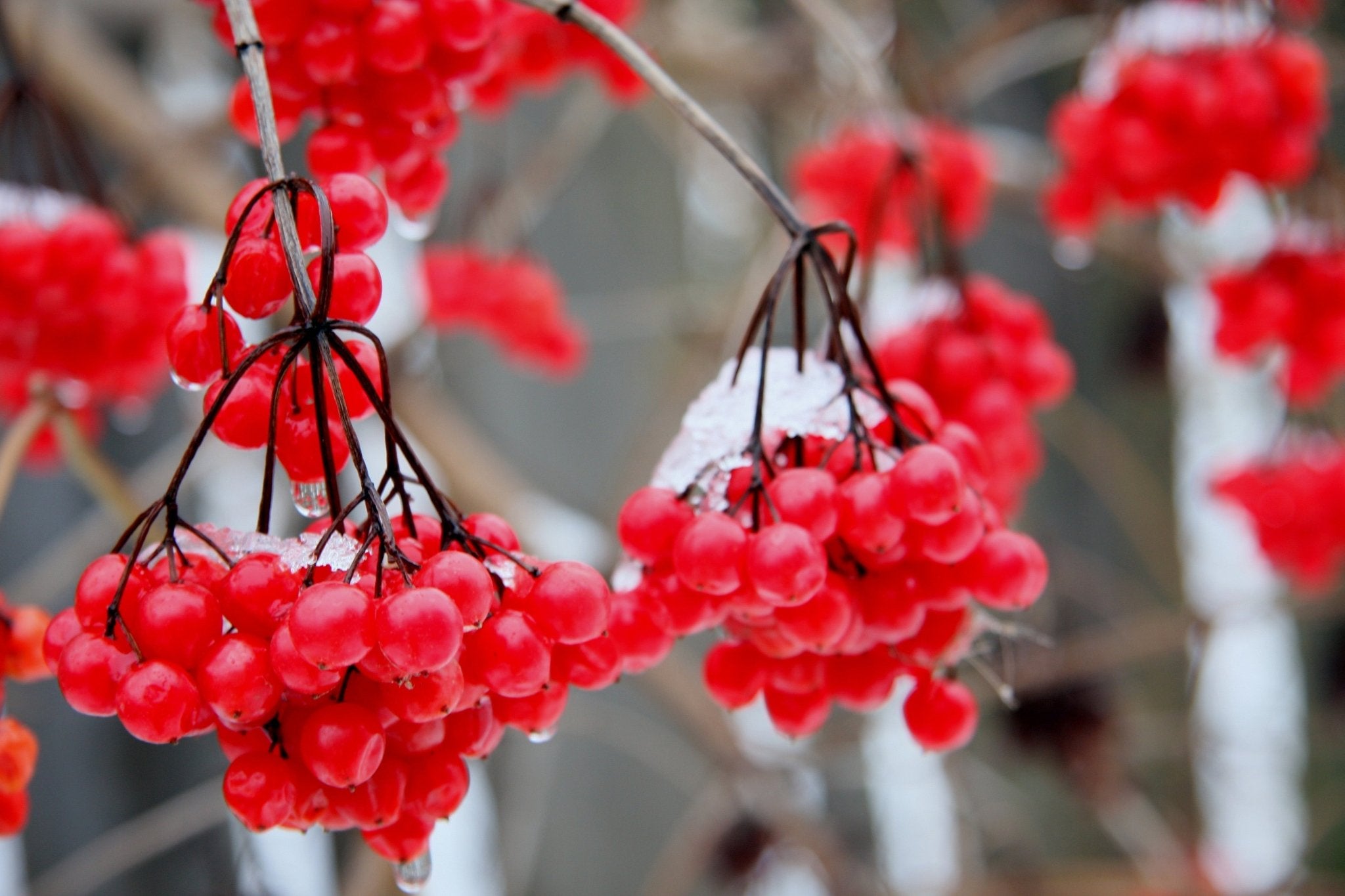 Red Currant, 6oz Soy Candle Tin - Candeo Candle