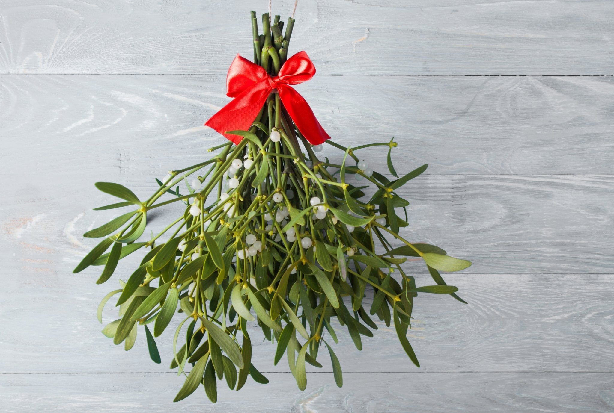 Under the Mistletoe, 14oz Soy Candle Jar - Candeo Candle