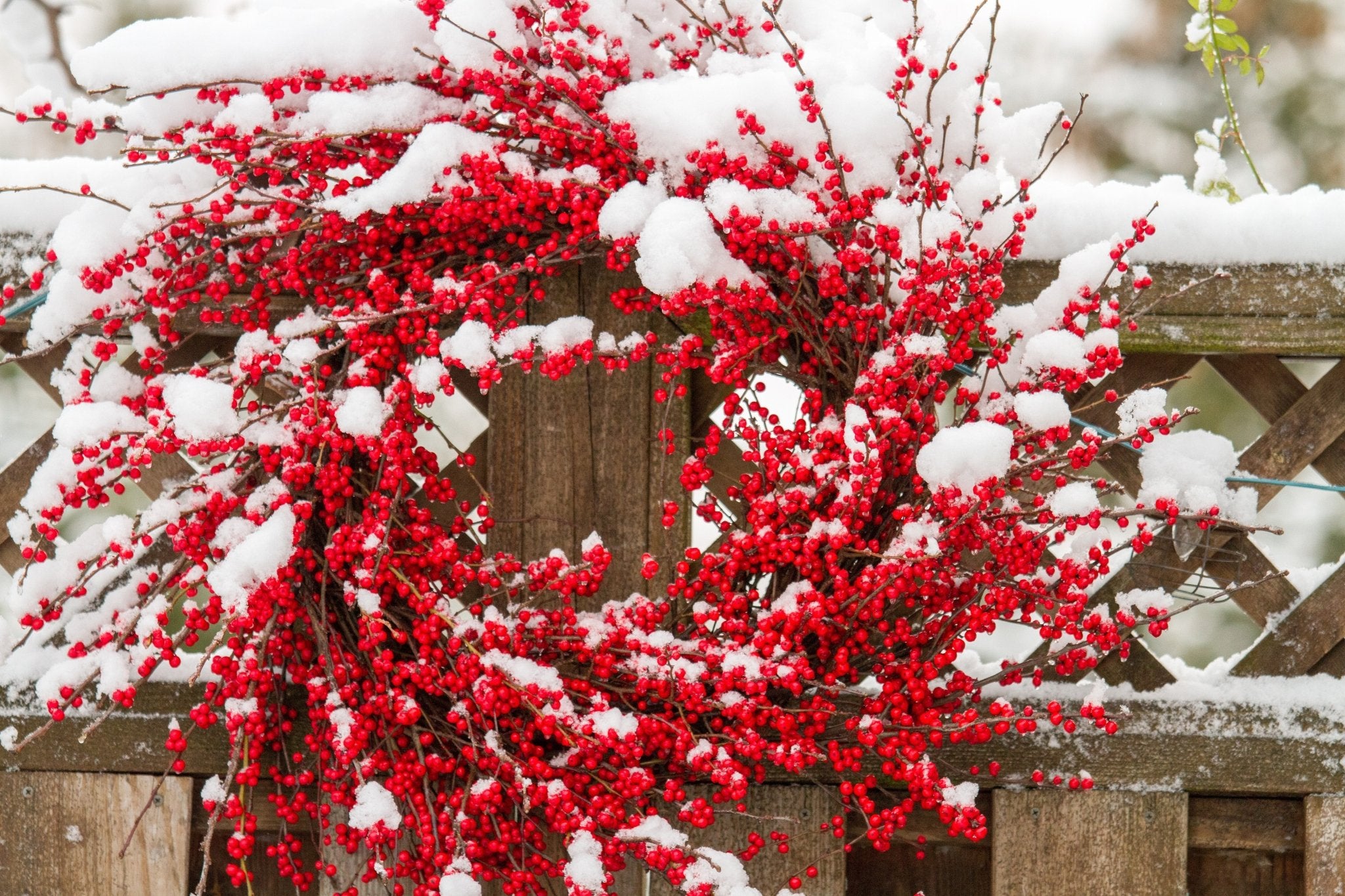 Winterberry Wreath, 14oz Soy Candle Jar - Candeo Candle