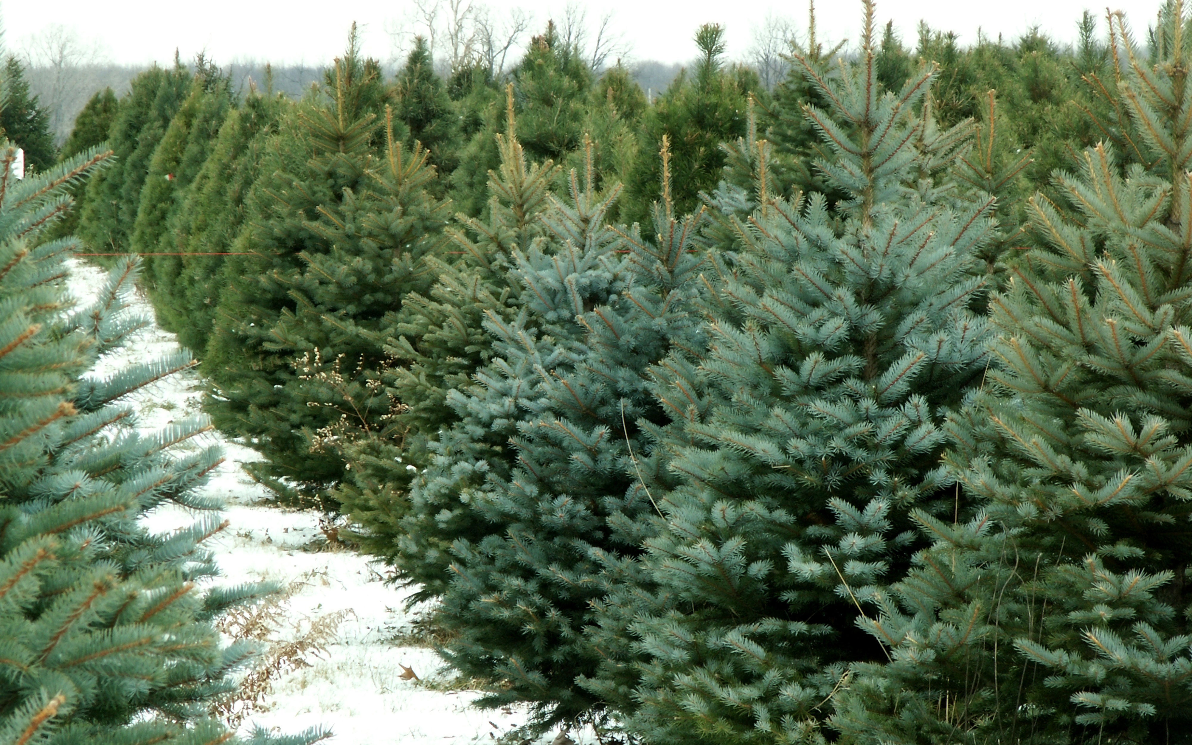 Fraser Fir, 14oz Soy Candle Jar